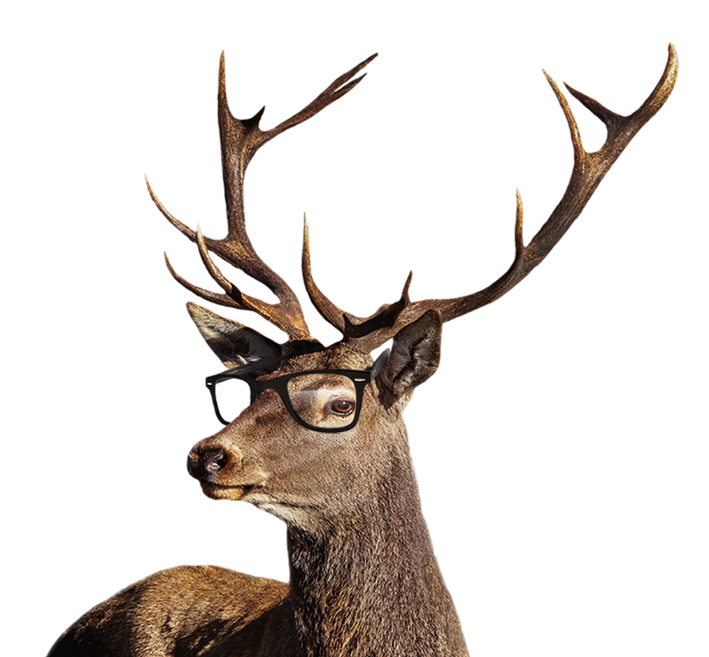 Hirvi